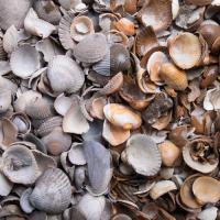 muscheln-dry-wet
